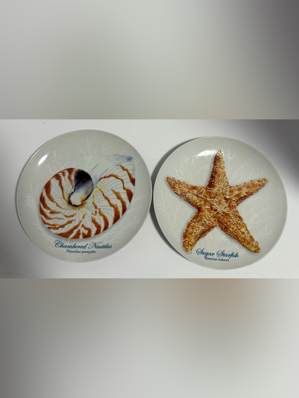 ☘️ Vintage Coastal Ocean Life Accent Plates Set - Nautilus & Starfish